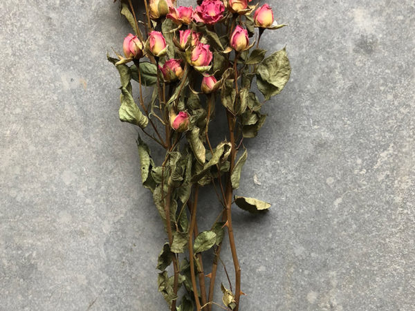 Dried flower roses pink