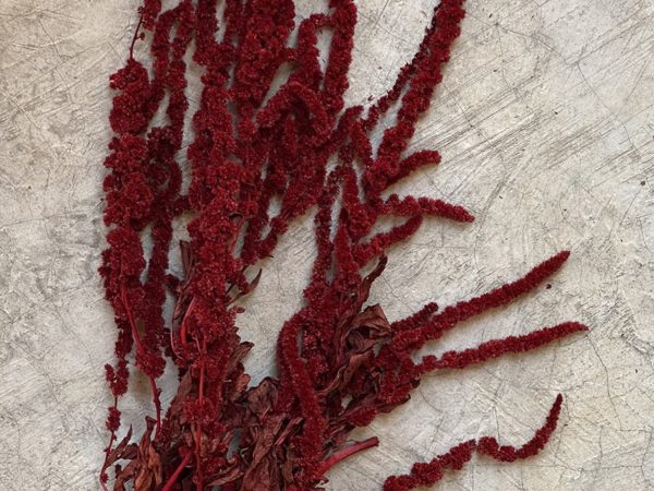 Amaranthus Long Red