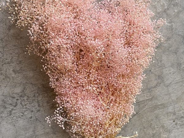 Gypsophila Mini Pink