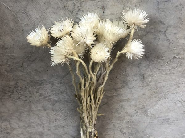 Helichrysum Vestum