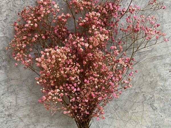 Paniculata Pink