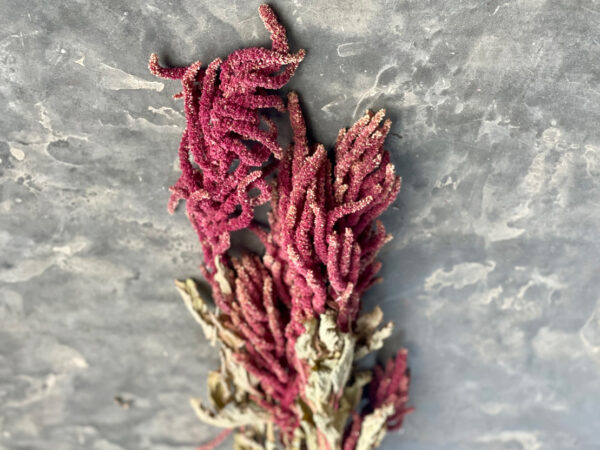 Amaranthus Caudatus Red