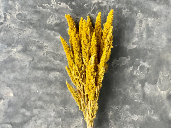 Amaranthus Yellow