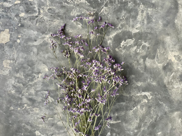 Limonium Purle