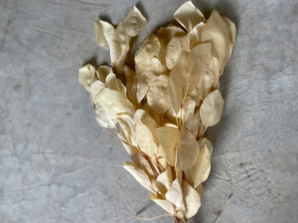 Eucalyptus Preserved Blanched White