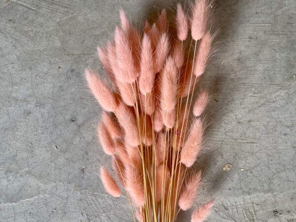 Lagurus Soft Pink