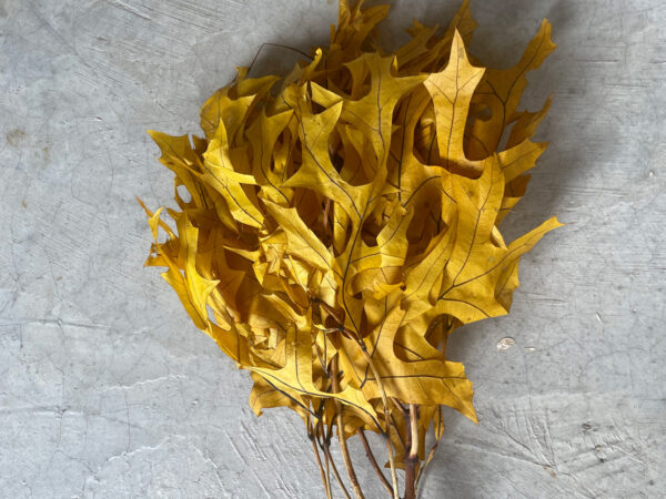 Oak Preserved Yellow