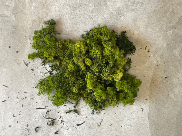 Preserved moss