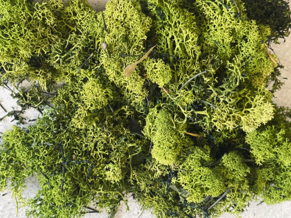 Preserved moss