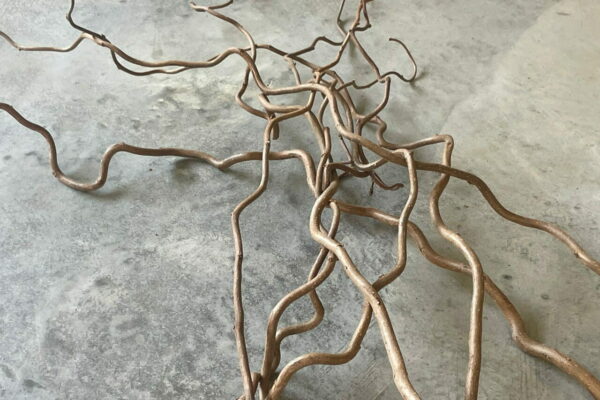 Corylus - Image 2