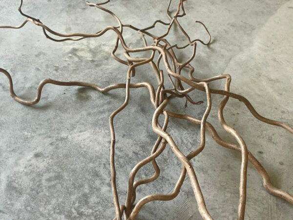 Corylus