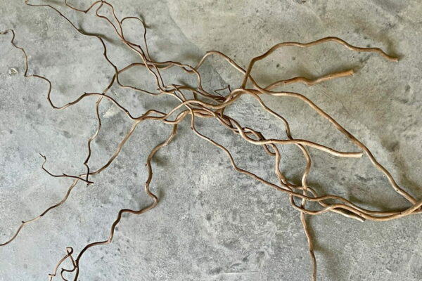 Corylus