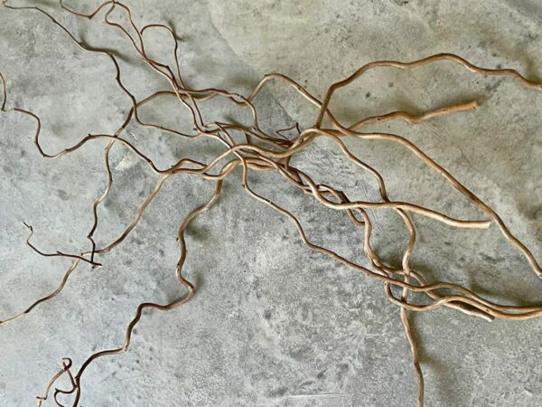 Corylus